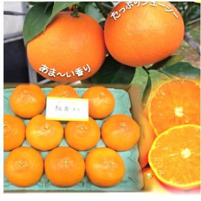 全身果汁の新柑橘 紅香(べにかおり)【長崎特産ブランドみかん】3kg
