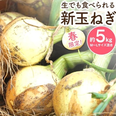 新玉ねぎ 約5kg(雲仙市)