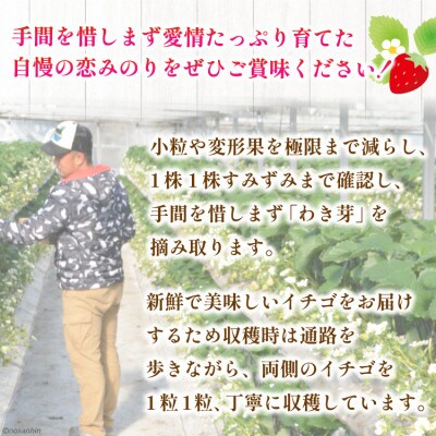 いちご「恋みのり」約1620g(270g×6パック)(雲仙市)