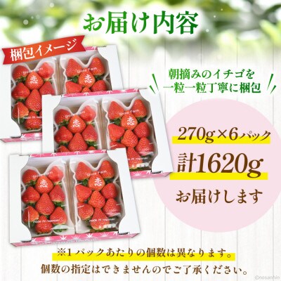 いちご「恋みのり」約1620g(270g×6パック)(雲仙市)