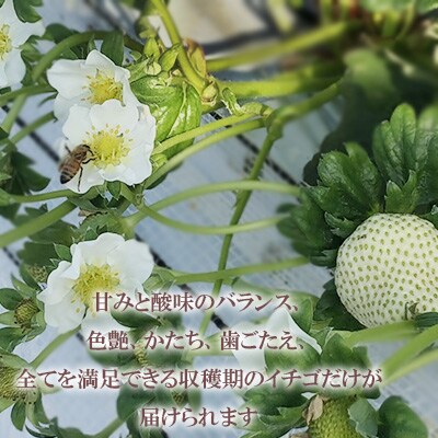 雲仙【キチ・フィールド】恋みのり　4パック