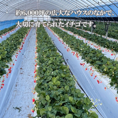 雲仙【キチ・フィールド】恋みのり　8パック