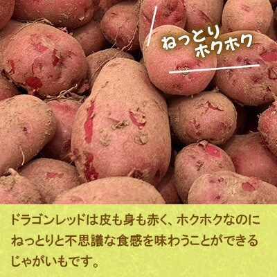 期間限定発送】 じゃがいも ドラゴンレッド 10kg [宅島ファーム