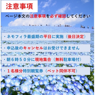 さとふる限定【ネモフィラ早朝満喫鑑賞体験15名限定】国営ひたち海浜公園　ひたちなか市誕生30周年事業