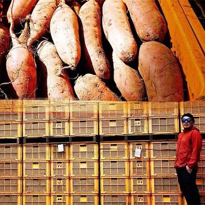 茨城県ひたちなか産 紅はるか 平干し・丸干し セット3 (平1Kg×1、 丸1Kg×1)