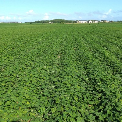 ヒロファームの干しいも　1kg×2袋　べにはるか　茨城県ひたちなか産【5～10月発送】【クール便】