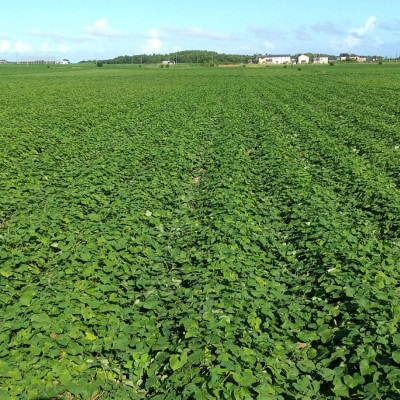 【新物】2月以降発送　1.9kg　ヒロファームの干しいも　平干し　べにはるか　茨城県ひたちなか産