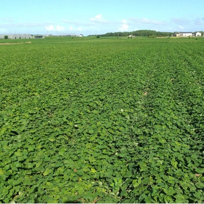 ヒロファームの茨城県ひたちなか産べにはるか”丸干し”干しいも　1kg×1袋【5～10月発送冷蔵便】