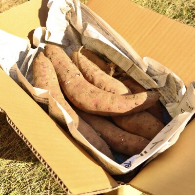 【先行受付】11月下旬より発送!茨城県 ひたちなか産 さつまいも 紅はるか 箱込2kg【訳あり】