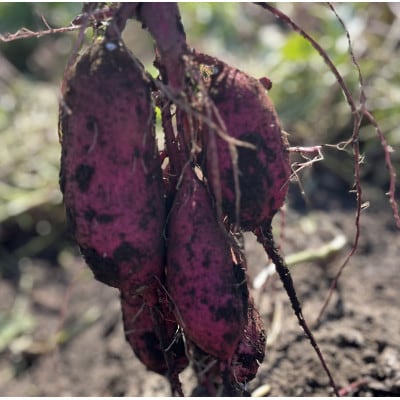 【先行受付】11月下旬より発送!茨城県 ひたちなか産 さつまいも 紅はるか 箱込2kg【訳あり】