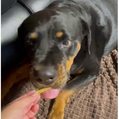 茨城県産ほしいもの未利用部分を使用した犬の無添加おやつ(フレークタイプ 90g×2袋)