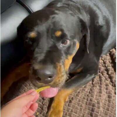 茨城県産ほしいもの未利用部分を使用した犬の無添加おやつ(ふりかけタイプ90g×8袋)