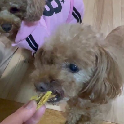 茨城県産ほしいもの未利用部分を使用した犬の無添加おやつ(トッピングタイプ30g×8袋)
