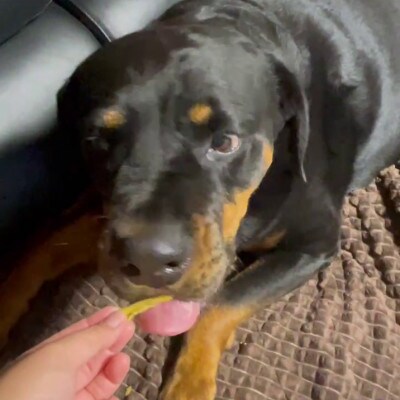 茨城県産ほしいもの未利用部分を使用した犬の無添加おやつ(フレークタイプ300g×2袋)