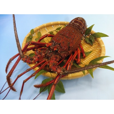 常陸乃国いせ海老 1尾(600～700g) 冷凍