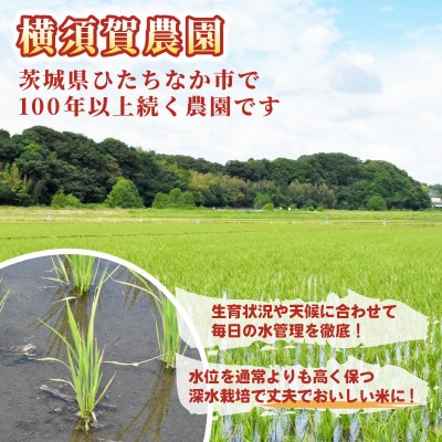 【先行予約・9月以降順次発送】令和8年　ひたちなか市産　ふくまる(玄米)10kg×1袋