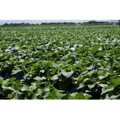 にっこり干しいも(紅はるか・ひら干し)400g　☆健康食品・天日干し・無添加☆