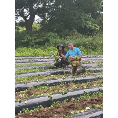 にっこり干しいも(紅はるか・ひら干し)400g　☆健康食品・天日干し・無添加☆