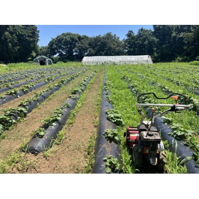 干しいも(紅はるか 1kg)詰め合わせ　☆天日干し、無添加☆
