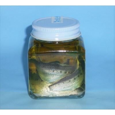 生アンチョビ(和歌山県産)　70g×3 (2022年産)