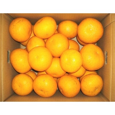 紀州由良町産　さつきはっさく　10kg