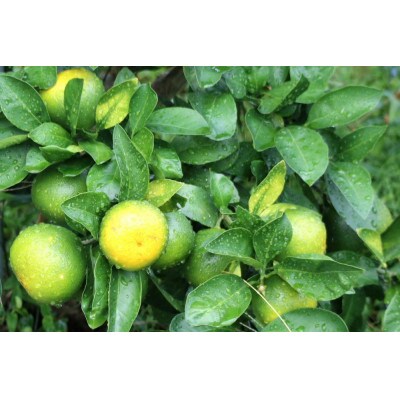 【先行受付】和歌山由良町産 由良早生みかん 約3kg (L～2Sサイズおまかせ)いずれかお届け