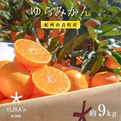 和歌山県　由良町産　ゆらみかん 約9kg R7.12月中旬発送分 温州みかん 和歌山県由良町産　