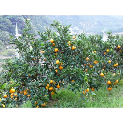 和歌山県由良町産　温州みかん　10kg(和歌山県由良町)