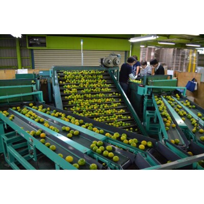 和歌山県由良町産　温州みかん　10kg(和歌山県由良町)