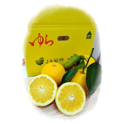 さつき八朔10Kg(和歌山県由良町)