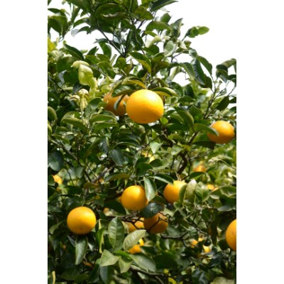 さつき八朔10Kg(和歌山県由良町)