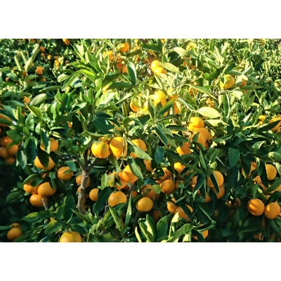 和歌山県由良町産　完熟由良みかん　秀5kg1箱(SMLサイズ混)薄皮で濃い甘さのみかん