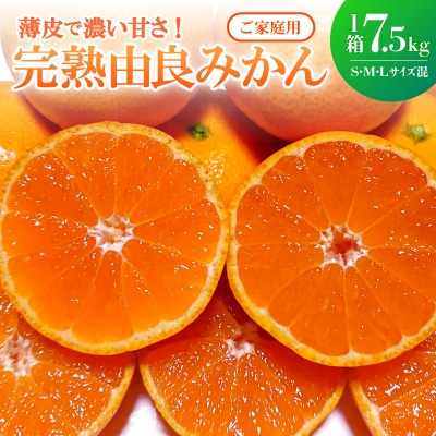 和歌山県由良町産　完熟由良みかん　ご家庭用7.5kg×1箱(SMLサイズ混)薄皮で濃い甘さのみかん