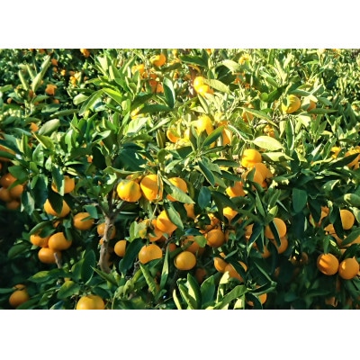 和歌山県由良町産　完熟由良みかん　こつぶ3kg1箱(2Sサイズ)薄皮で濃い甘さのみかん