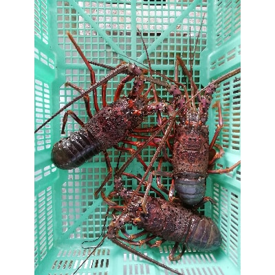 冷凍伊勢海老カット【サイズ不揃い 】約1kg(由良町)