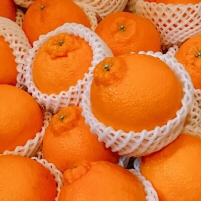 【濃厚】有田の不知火約5kg(15玉~20玉)(由良町)