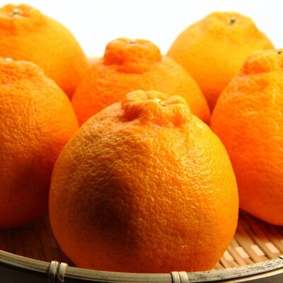 【濃厚】有田の不知火約5kg(15玉~20玉)(由良町)