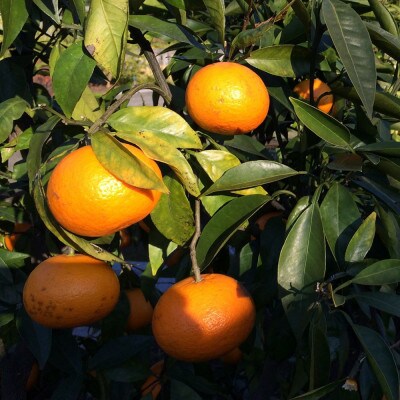 【希少柑橘】和歌山県産　なつみ約5kg(S～2Lサイズおまかせ)(由良町)