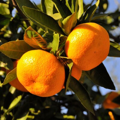 【産直・秀品】和歌山下津早生みかん約6kg(2Lサイズ) (由良町)