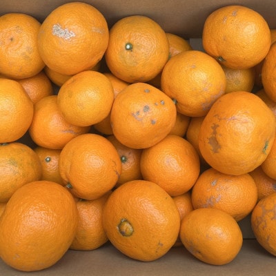 【春みかん】和歌山有田産カラマンダリン約5kg(サイズ混合　ご家庭用)(由良町)