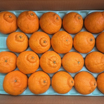 和歌山県産不知火約5kg(18玉～24玉おまかせ)(由良町)