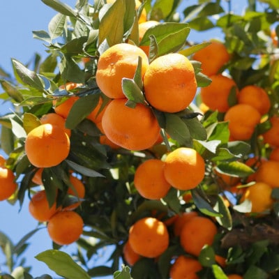 紀州有田みかん約5kg (S～Lサイズおまかせ)(由良町)