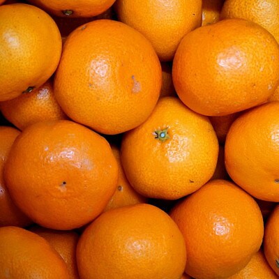 「農園直送」有田の旬の食べごろみかん約10kg(サイズ混合)(由良町)