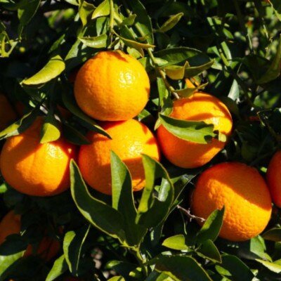 「農園直送」和歌山県産不知火　もりもりの約9kg(サイズ混合　ご家庭用)(由良町)