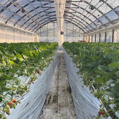 【2027年3月より順次発送】和歌山県産ブランドいちご「まりひめ」約300g×2パック入り