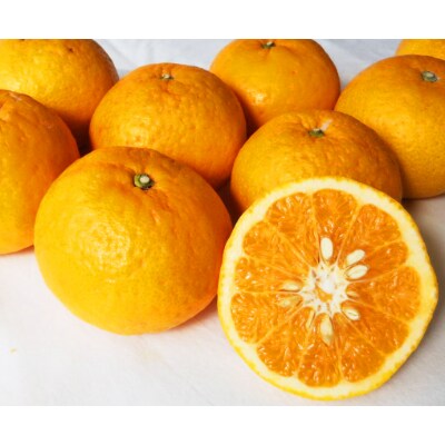 紀州有田産 初夏の柑橘 甘夏みかん 7kg お礼品詳細 ふるさと納税なら さとふる