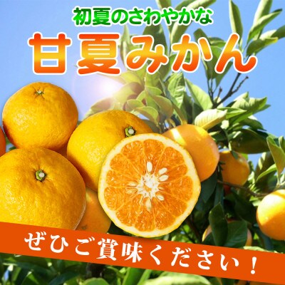 紀州有田産　初夏の柑橘　甘夏みかん　7kg
