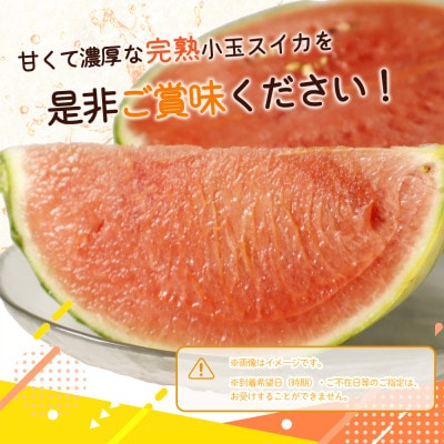 紀州和歌山産小玉スイカ「ひとりじめ」1玉
