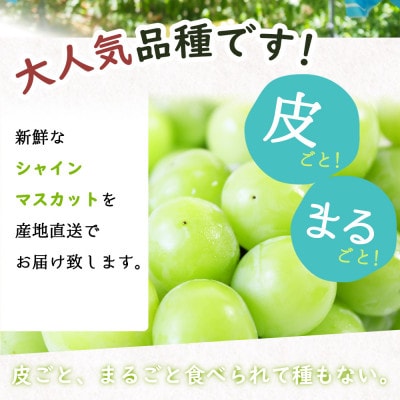 紀州和歌山産シャインマスカット2房(約1kg～1.4kg)