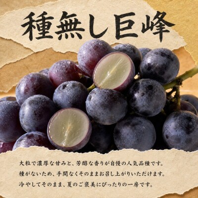 【発送月固定定期便】紀州和歌山産旬のフルーツセット(種なし巨峰・シャイン・みかん)全3回